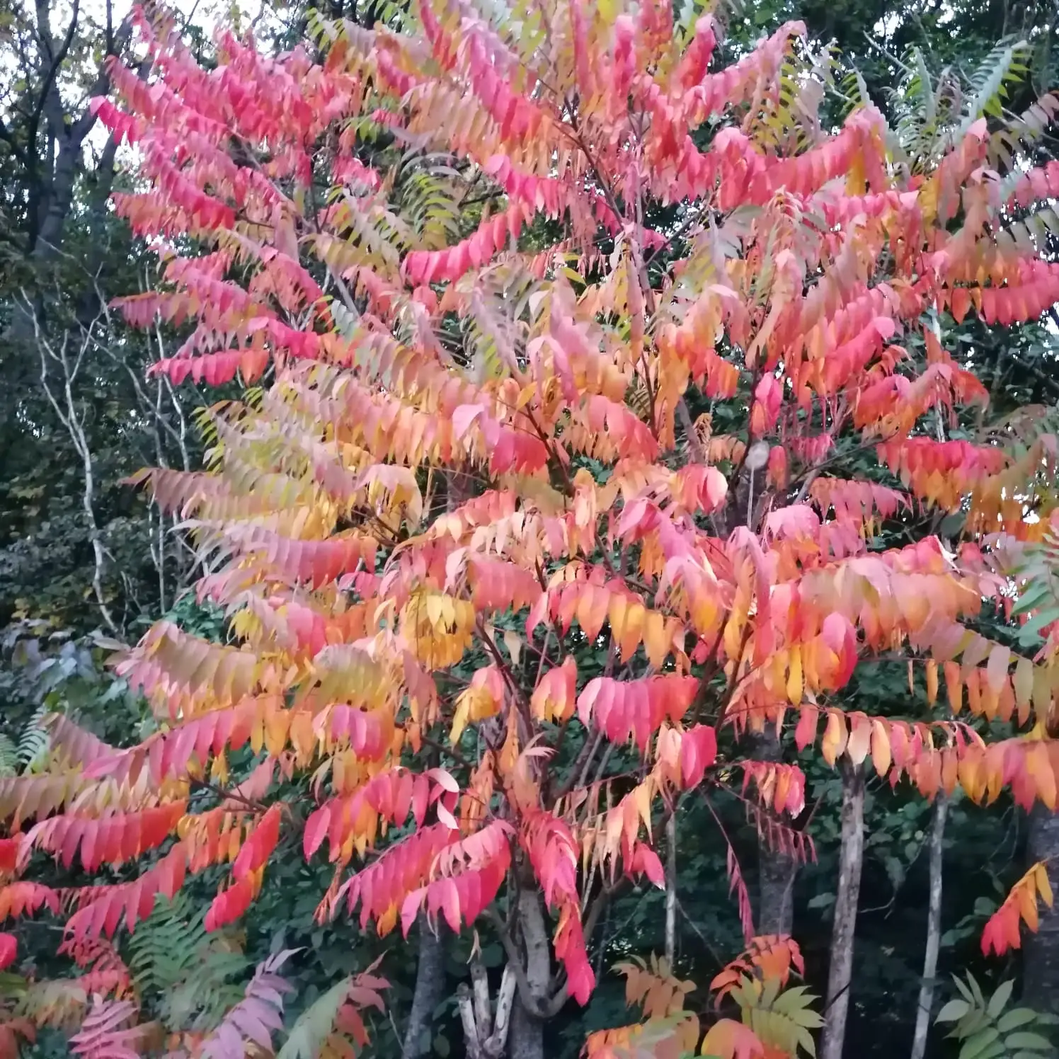 7 Herbst-Aktivitäten für mehr Wohlbefinden und innere Ruhe: So findest du deine Balance in der kühlen Jahreszeit WhatsApp Image 2024-09-30 at 15.42.59