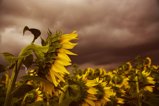 Herbstblues: Ursachen, Symptome und wirksame Tipps für Frauen von 30 bis 65+ Jahren