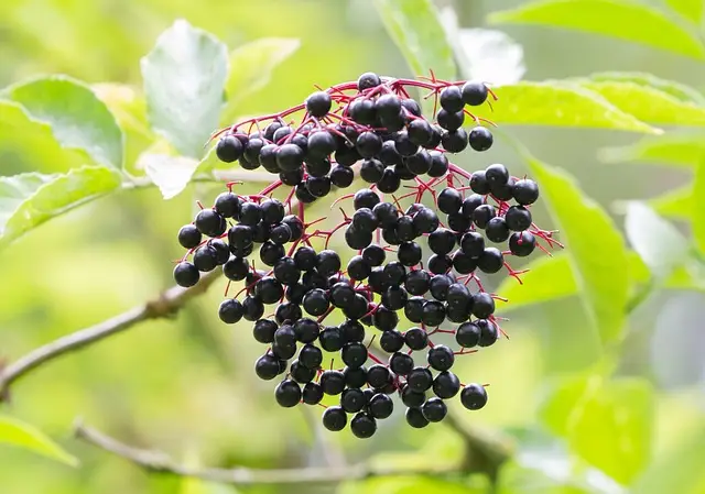 elderberry-5493109_640
