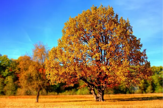 Die Magie des Herbstes: Warum wir die bunten Blätter an den Bäumen lieben und was dahintersteckt tree-99852_640